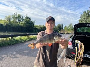 European Perch