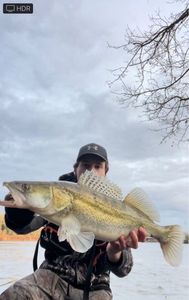 Zander