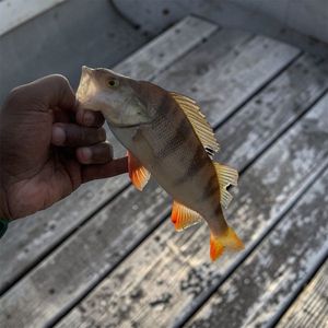 European Perch