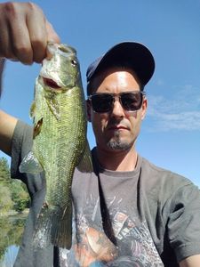Largemouth Bass