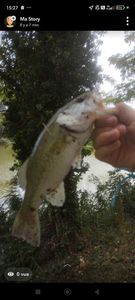 Largemouth Bass