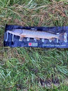 Northern Pike