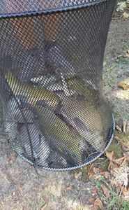 Common Bream