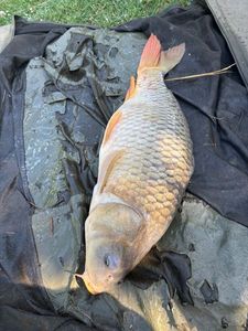 Common Carp