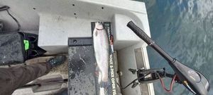 Rainbow Trout