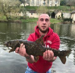 Barbel