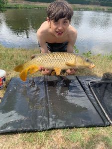Common Carp