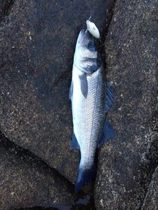 European Bass (Seabass)