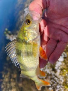 European Perch