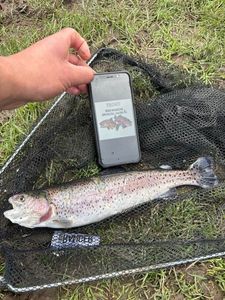 Rainbow Trout