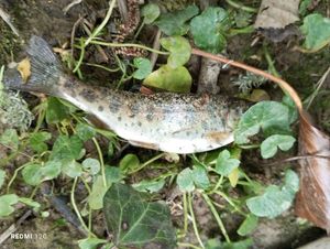 Rainbow Trout