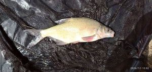 Common Bream