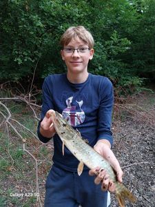 Northern Pike