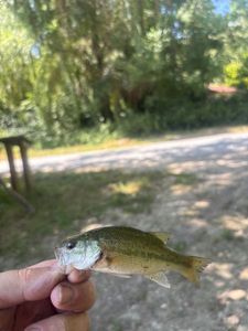 Smallmouth Bass