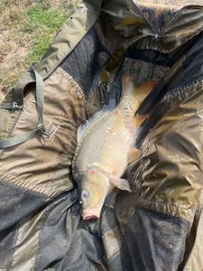 Mirror Carp