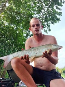 Barbel