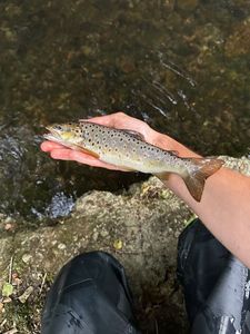 Brown Trout