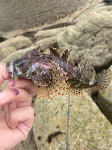 Bullhead