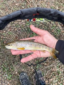 Brown Trout