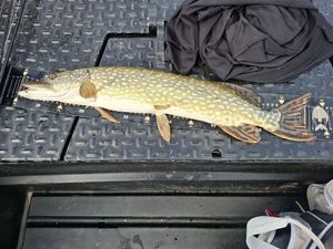 Northern Pike