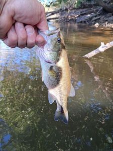 Largemouth Bass