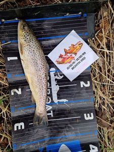 Brown Trout