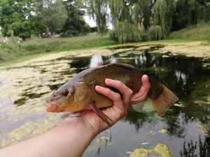 Tench