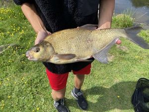 Common Bream