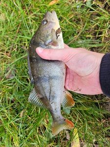 European Perch