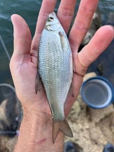 Common Bream