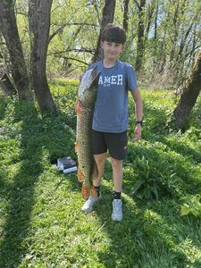 Northern Pike
