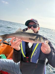 European Bass (Seabass)