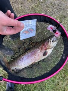 Rainbow Trout