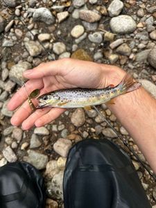 Brown Trout