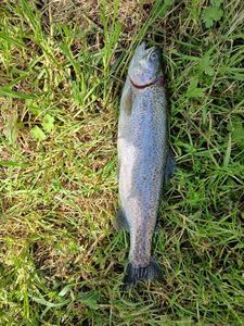 Rainbow Trout