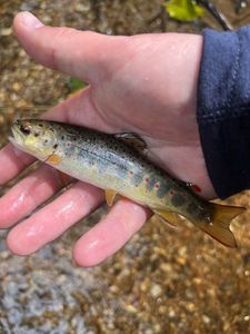 Brown Trout