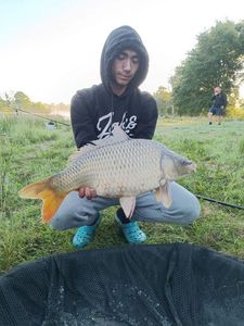 Common Carp
