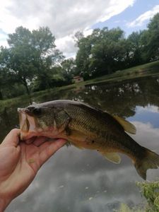 Largemouth Bass