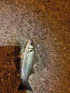 European Bass (Seabass)