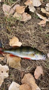 European Perch