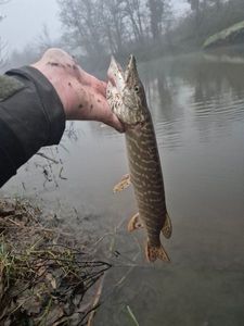 Northern Pike