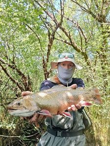 Brook Trout