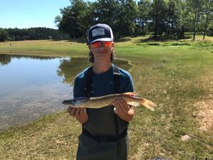 Northern Pike