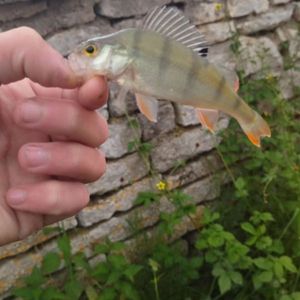 European Perch