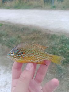 Green Sunfish