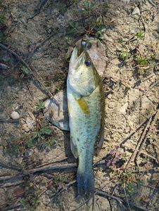 Largemouth Bass