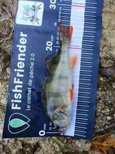 European Perch