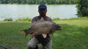 Common Carp