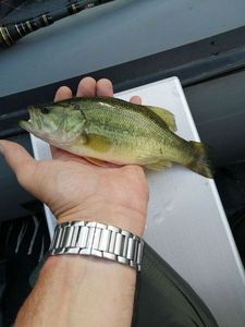 Smallmouth Bass