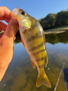 European Perch
